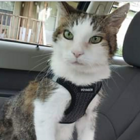 Meet the Posher - Picture 3 of 3